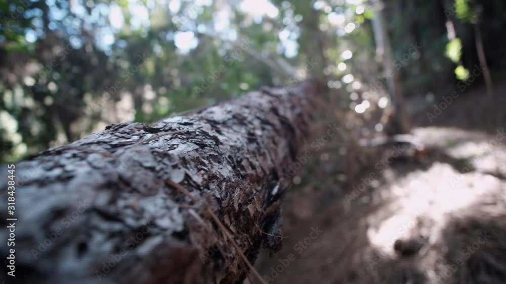 Close up tracking shot of fallen tree in green forest of Esperanza, Tenerife, Canary, Spain in soft focus background Close up tracking shot of fallen tree in green forest of Esperanza, Tenerife, Canary, Spain in soft focus background
