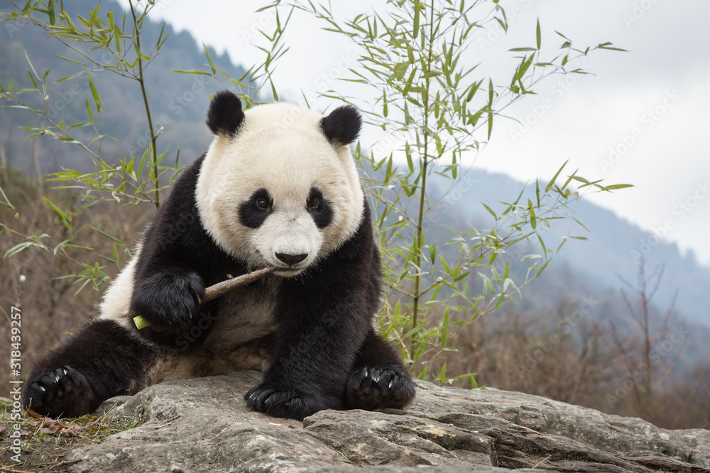Fototapeta premium Giant panda, Ailuropoda melanoleuca, sitting upright on rock in the mountains, eating bamboo.