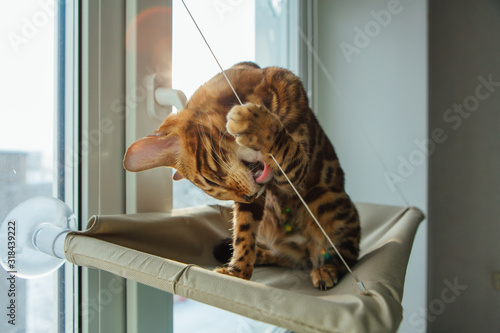 Cute little bengal kitty cat laying on the cat's window bed licking itself.