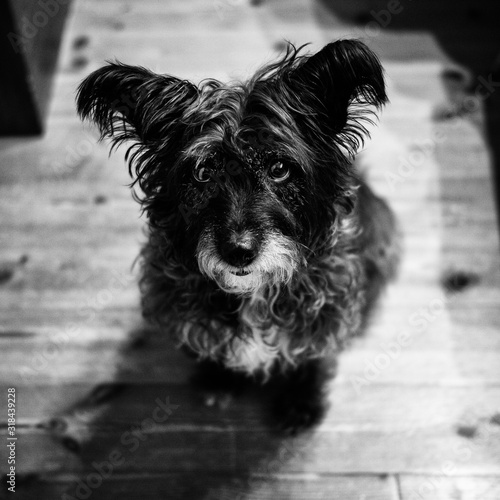 Wallpaper Mural 見上げる犬 Torontodigital.ca