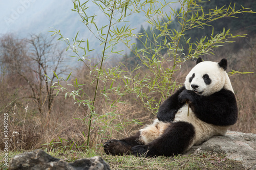 Giant panda, Ailuropoda melanoleuca, laying on rock in the mountains, eating bamboo.