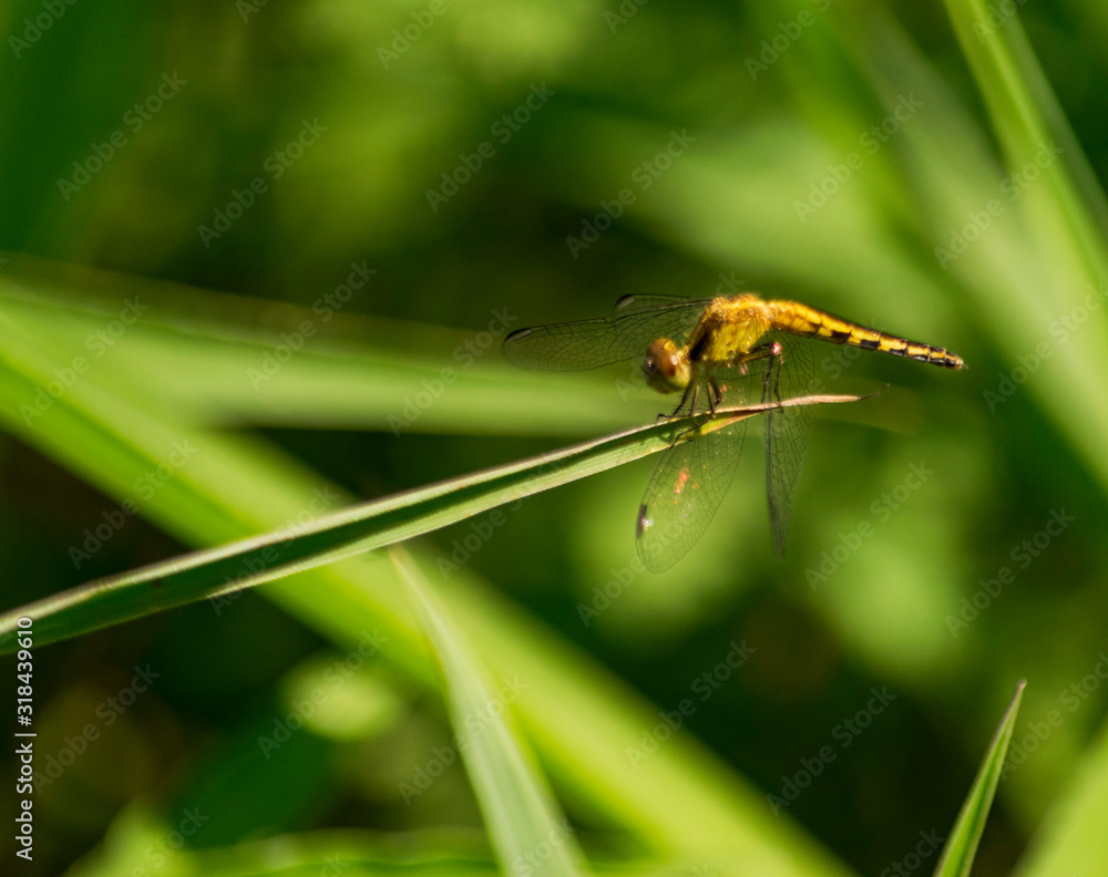 Naklejka premium Libélula Marrón