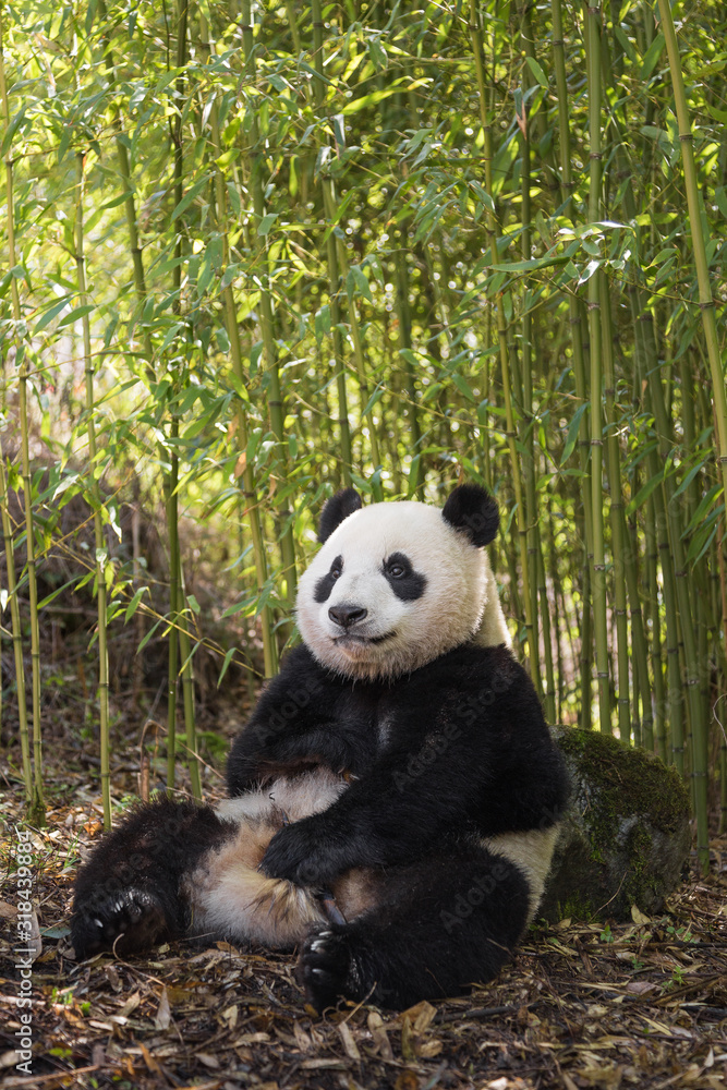 Giant panda, Ailuropoda melanoleuca, sitting upright in a bamboo grove, leaning against a rock. Giant panda, Ailuropoda melanoleuca, sitting upright in a bamboo grove, leaning against a rock.