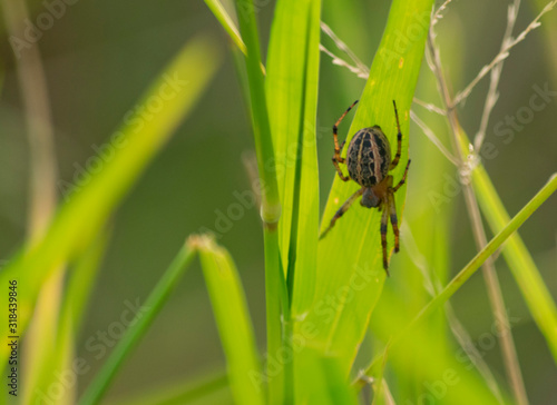 pequeña araña posada en yuyo