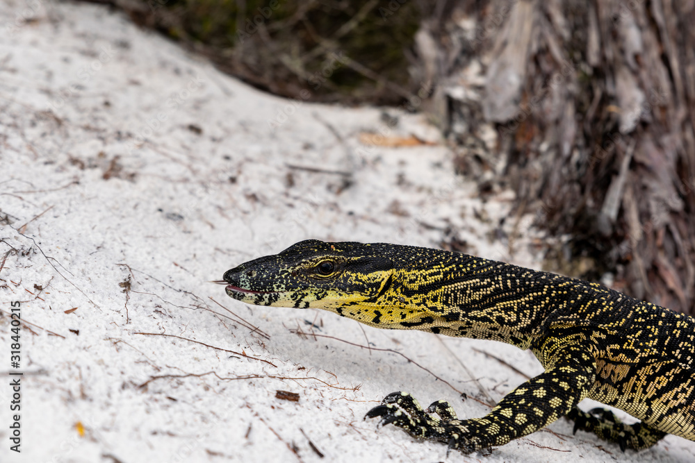 Low angle close-up shot of a Lace Monitor, commonly known as Tree Goanna (Varanus varius), a lizard species crawling through white sand at Lake McKenzie, Fraser Island, Queensland, Australia. Low angle close-up shot of a Lace Monitor, commonly known as Tree Goanna (Varanus varius), a lizard species crawling through white sand at Lake McKenzie, Fraser Island, Queensland, Australia.