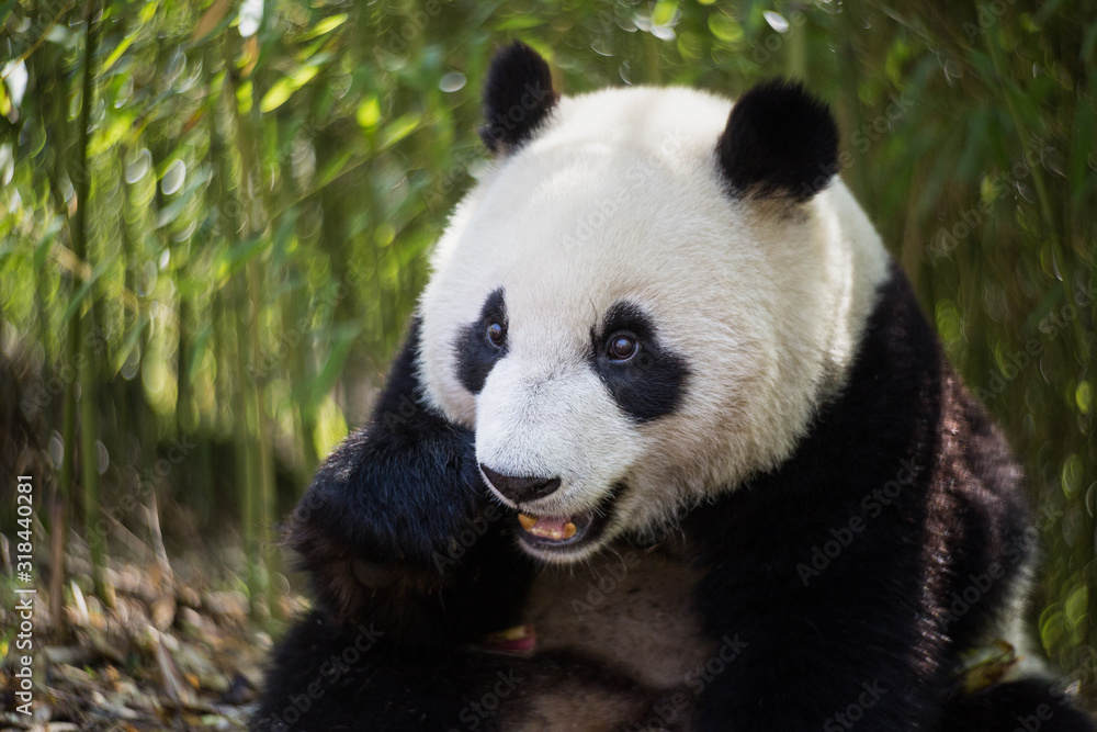 Giant panda, Ailuropoda melanoleuca, portrait while eating, sitting upright in a bamboo grove. Giant panda, Ailuropoda melanoleuca, portrait while eating, sitting upright in a bamboo grove.