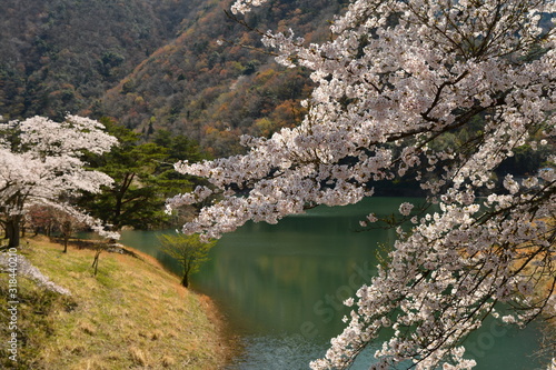 ダム湖に咲くソメイヨシノの桜の花です