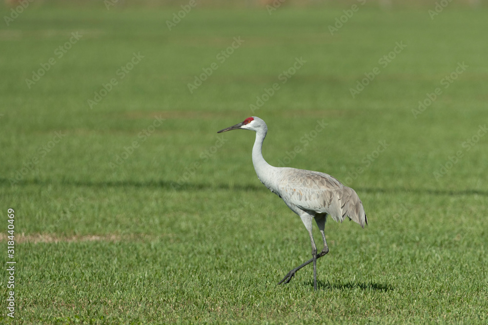 Sandhill Cranes in Florida Farm Field Sandhill Cranes in Florida Farm Field