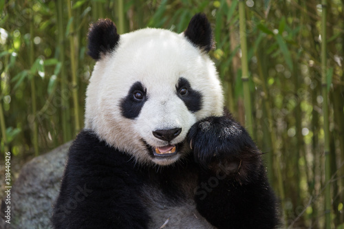 Giant panda  Ailuropoda melanoleuca  portrait while eating  leaning against rock in bamboo grove.
