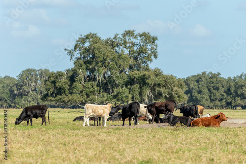 Cattle grazing in a Florida Field