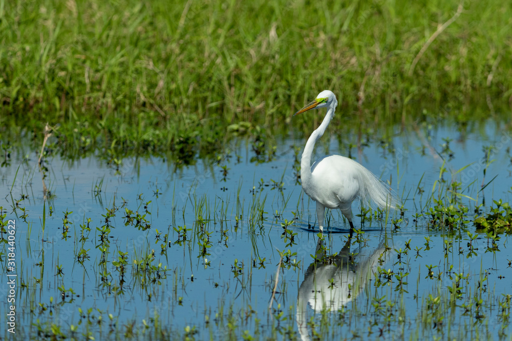 Obraz premium Great White Egret in swampy Area