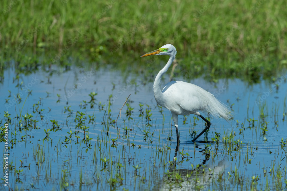 Great White Egret in swampy Area Great White Egret in swampy Area