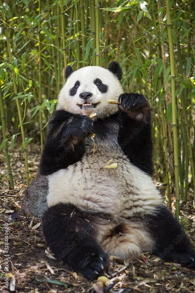 Giant panda, Ailuropoda melanoleuca, sitting in a bamboo grove eating. Giant panda, Ailuropoda melanoleuca, sitting in a bamboo grove eating.