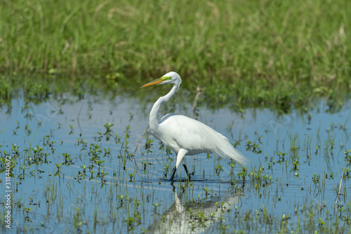 Great White Egret in swampy Area © Dennis Donohue