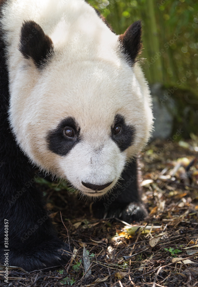 Fototapeta premium Giant panda, Ailuropoda melanoleuca, portait, standing position, bamboo background.