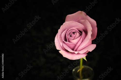 Pink rose on black background