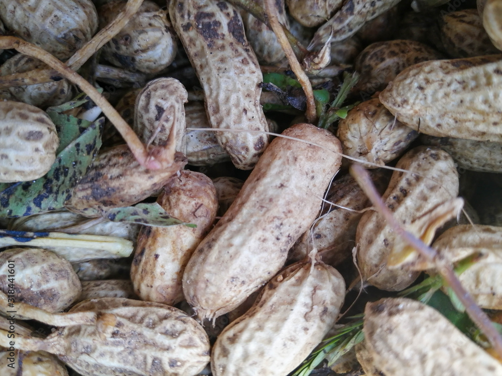 peanut in a shell texture. food background of peanuts peanut in a shell texture. food background of peanuts