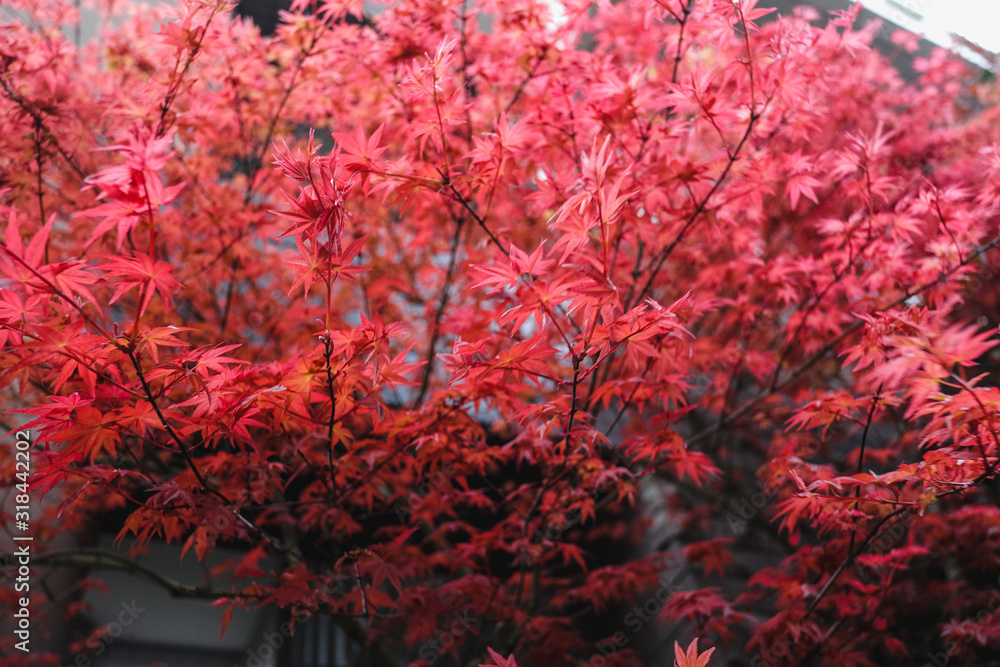 The beautiful red maple autumn leaves in the Japan. The beautiful red maple autumn leaves in the Japan.