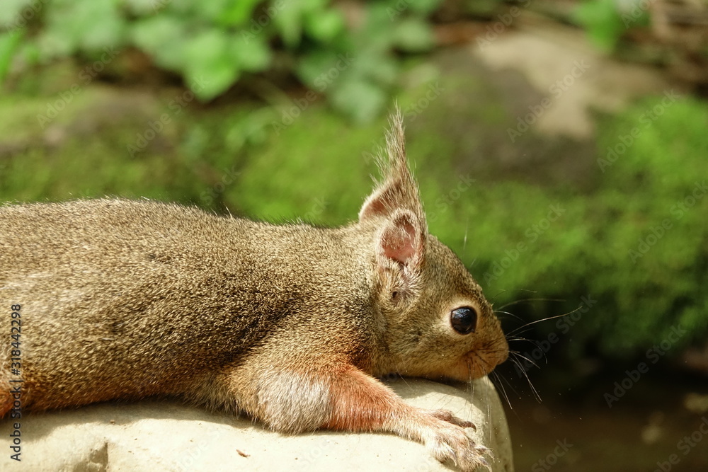 Obraz premium ニホンリス