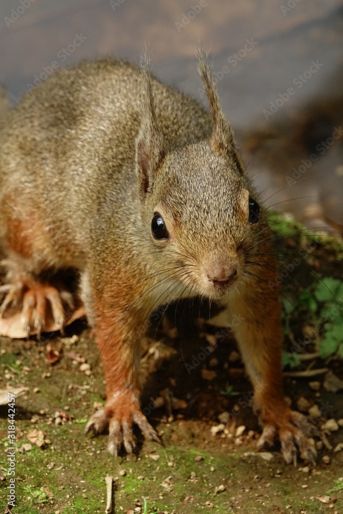 Fototapeta premium ニホンリス