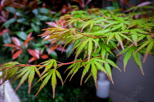 Fototapeta Naklejka Na Ścianę i Meble -  The beautiful maple autumn leaves in the Japan.