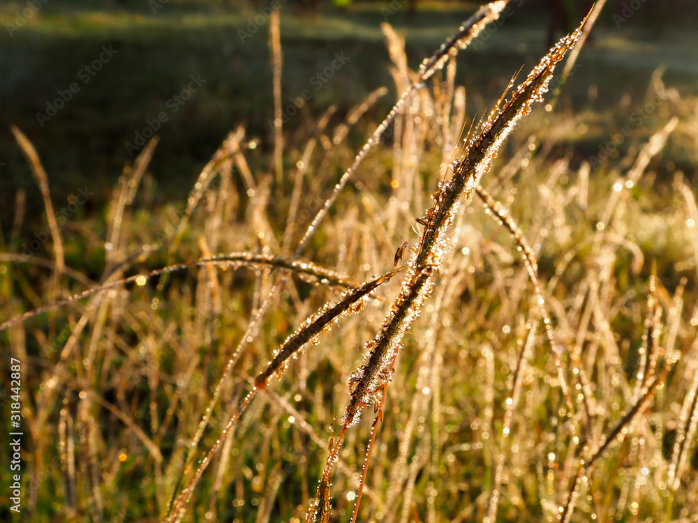 Green and brown grass field with morning dew and sunlight shining through Green and brown grass field with morning dew and sunlight shining through