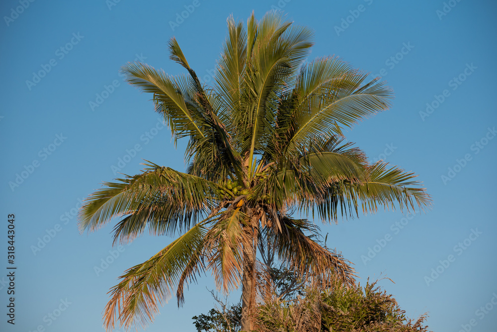 Fototapeta premium A palm tree full of coconuts