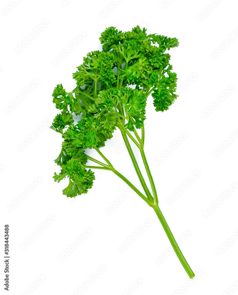 parsley isolated on a white background parsley isolated on a white background