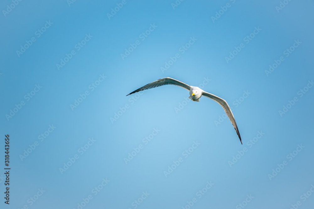 Sea gull in the clear blue sky. Sea gull in the clear blue sky.