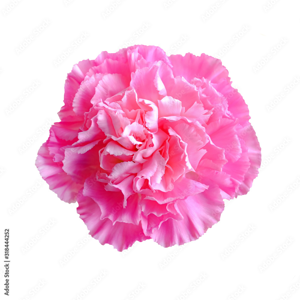 Beautiful pink carnation flower isolated on white background. top view Beautiful pink carnation flower isolated on white background. top view