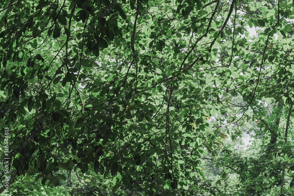 close up of green moss in nature background. close up of green moss in nature background.