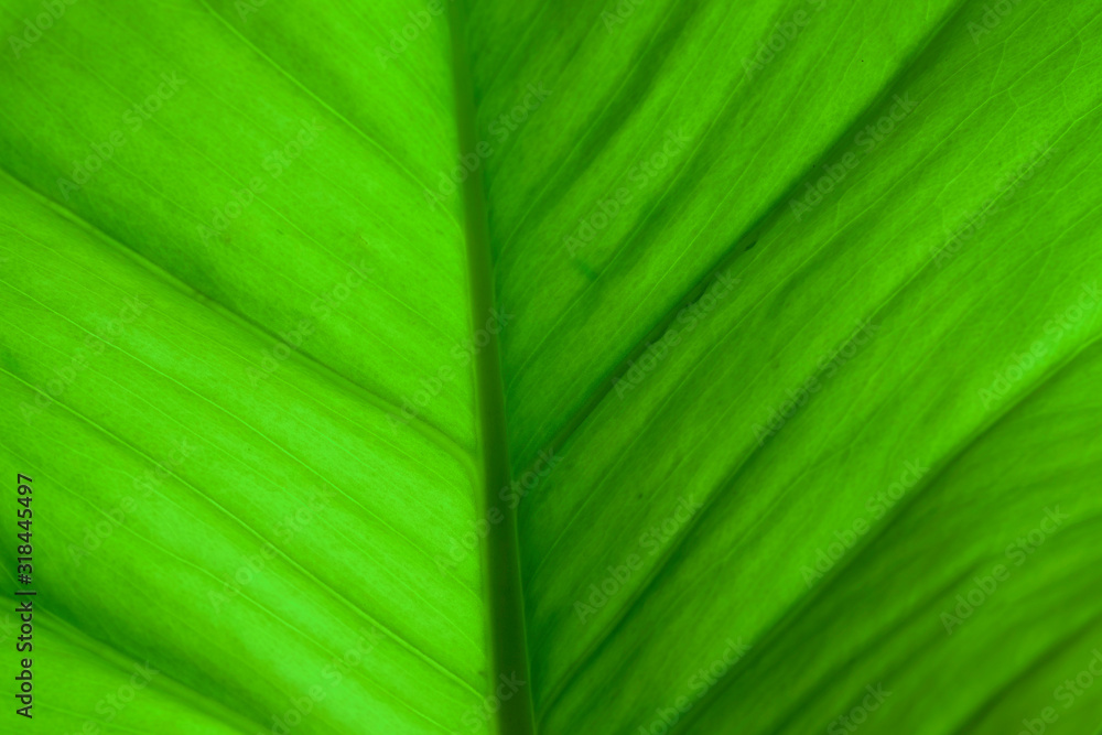 close up of green leaf texture close up of green leaf texture