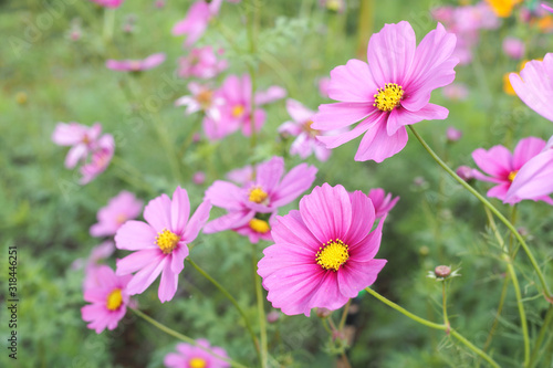 Beautiful pink cosmos flower with green leaves in field for background