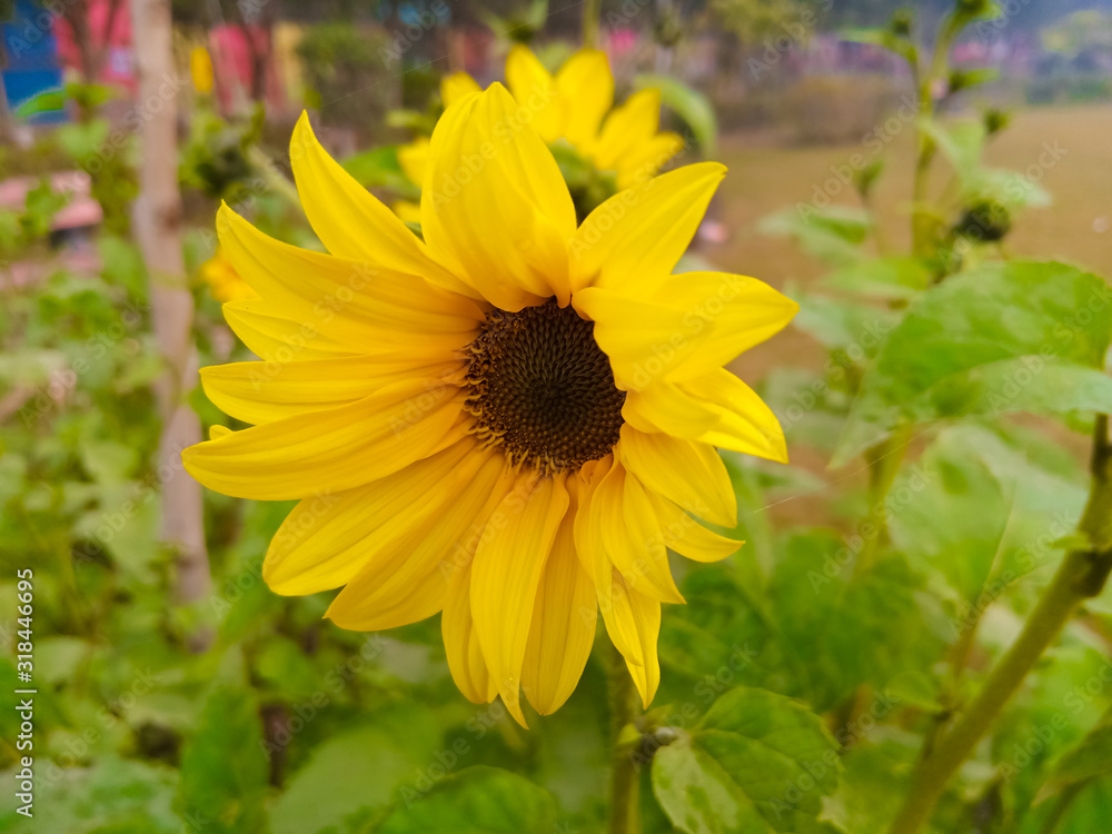 Fototapeta premium beautiful yellow sunflower in the garden.