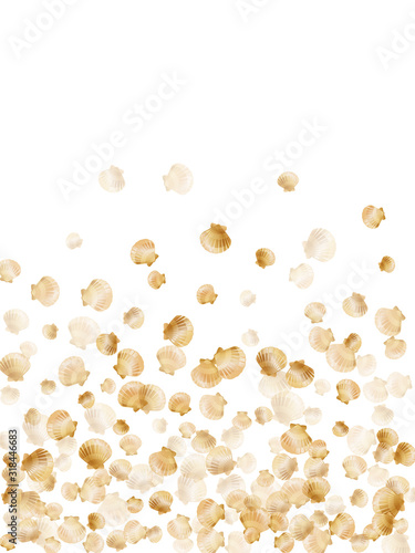 Gold seashells isolated, pearl bivalved mollusks