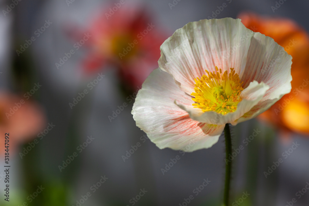 Cream poppy against a muted background.