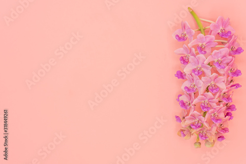 Pink Rhynchostylis orchid isolated on pink background, copy Space. © tienuskin