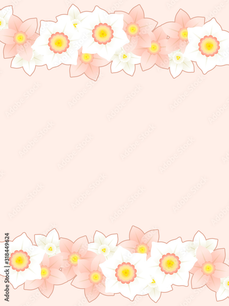 ピンクの水仙のイラスト背景