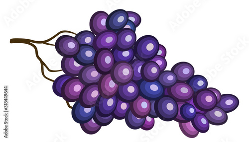 Poulsard grape purple violet branch illustration 