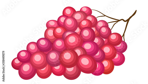 Flame seedless red table grape branch illustration 