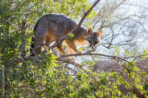 Grey Fox in the Upper Branches of a Tree