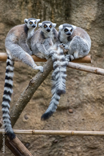 Group of Ring-Tailed Lemurs Socializing Together