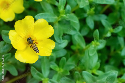 Bee on yellow flower background.