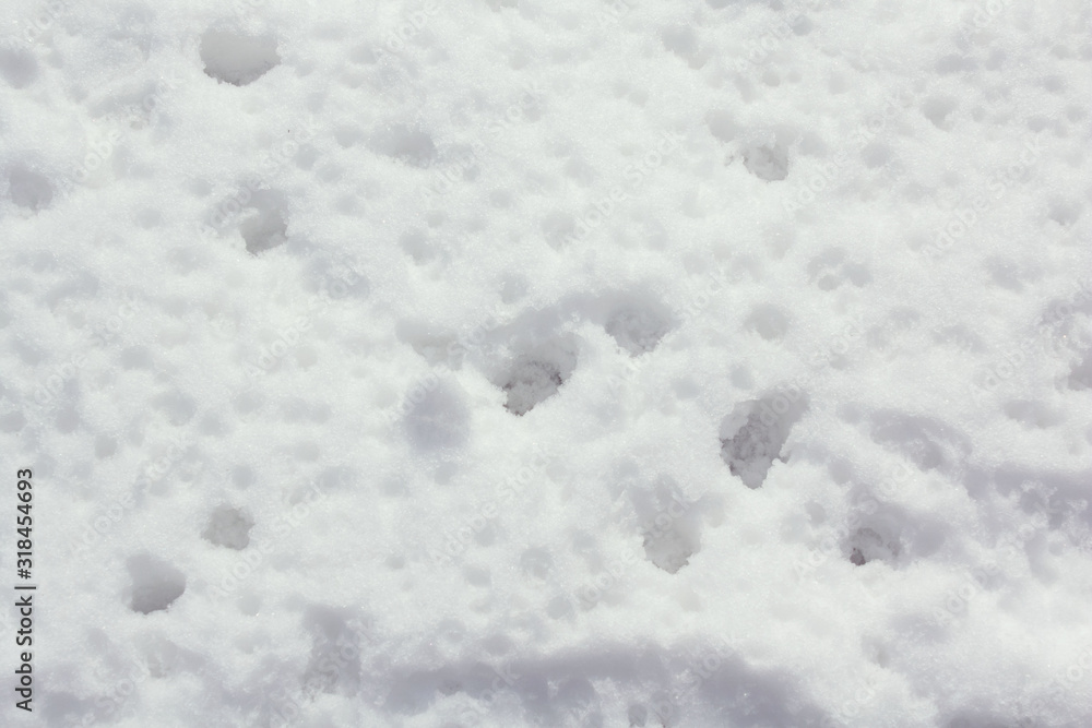 Obraz premium the snow is melting. spring drops in the snow