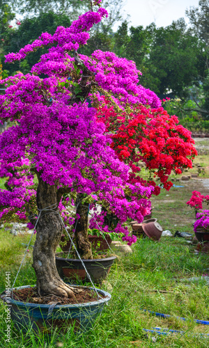 Fotografering Bougainvillaea flowers blooming at the garden