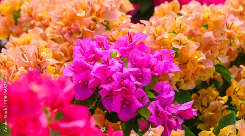 Photographie Bougainvillaea flowers blooming at the garden