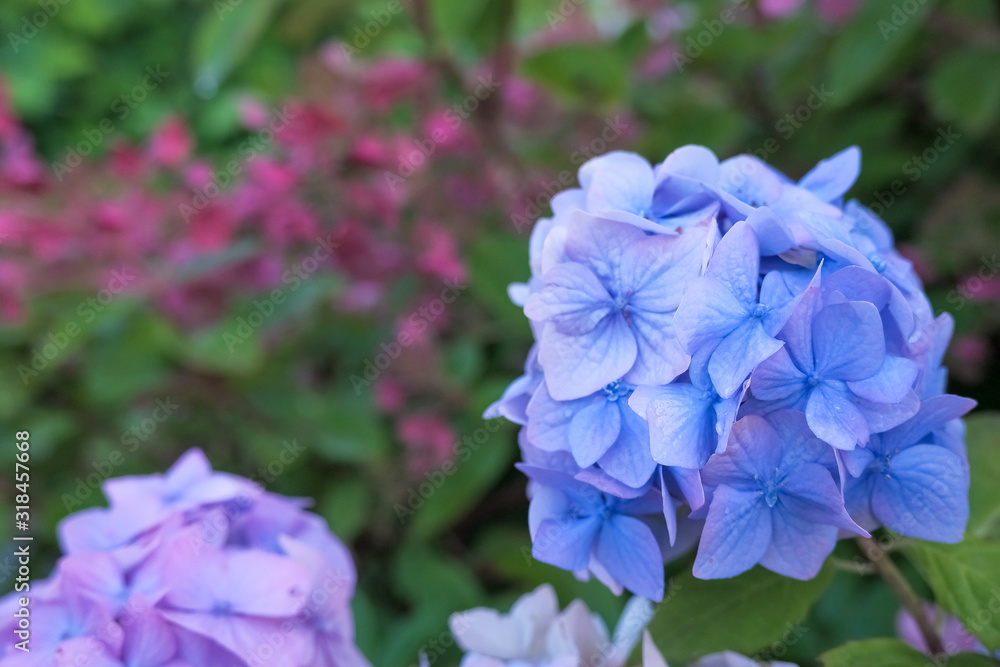 Hydrangea blue flower and green leaves with drops after the rain.hydrangea blooms with blue flowers in the summer in the flower garden.japanese blue flowers Hydrangea blue flower and green leaves with drops after the rain.hydrangea blooms with blue flowers in the summer in the flower garden.japanese blue flowers