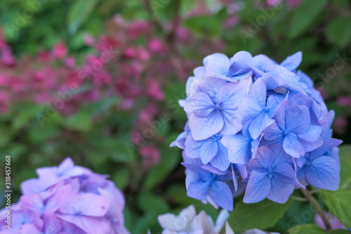 Hydrangea blue flower and green leaves with drops after the rain.hydrangea blooms with blue flowers in the summer in the flower garden.japanese blue flowers