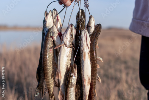 Hand angler holds many caught fish pike hanging on Fish Stringer on the background of the lake in the field.