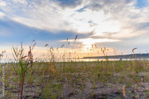 Bright sunset on the sea on the background of grass growing on the beach of sand in summer.